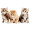 GATOS