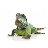Reptiles