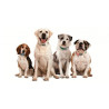 PERROS